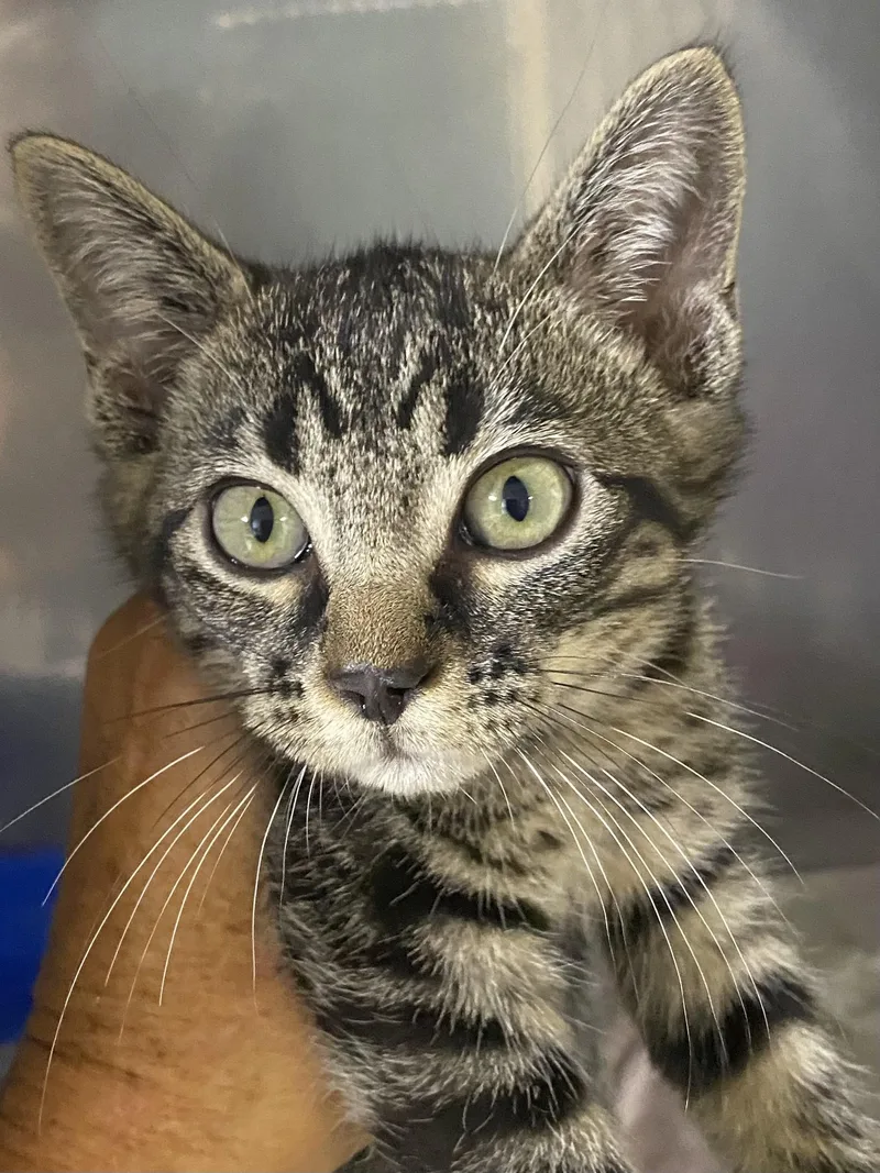 A baby medium-sized female Tabby (Gray / Blue / Silver) Domestic Short Hair cat named Athena for adoption in Spencer, IN