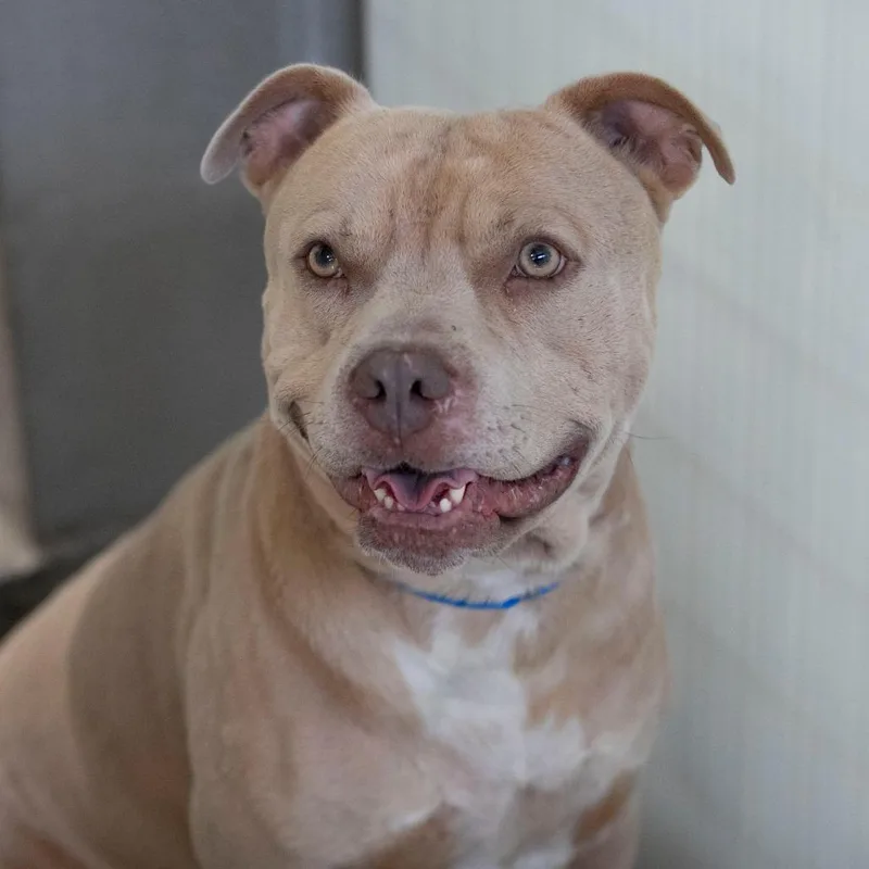 An adult large-sized male Pit Bull Terrier dog named Ghost for adoption in Peyton, CO