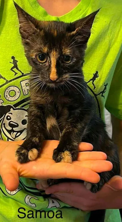 A young small-sized female Domestic Short Hair cat named Samoa for adoption in Beatrice, NE