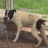 A young medium-sized male Pit Bull Terrier dog named Fergus for adoption in Humble, TX