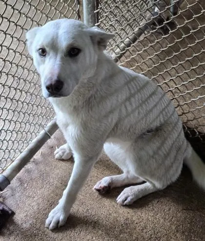 An adult medium-sized female White / Cream Mixed Breed dog named Autumn for adoption in Bedford, IN