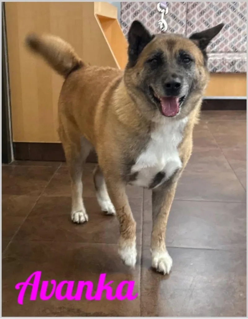 An adult medium-sized female Akita dog named Avanka for adoption in Old Westbury, NY