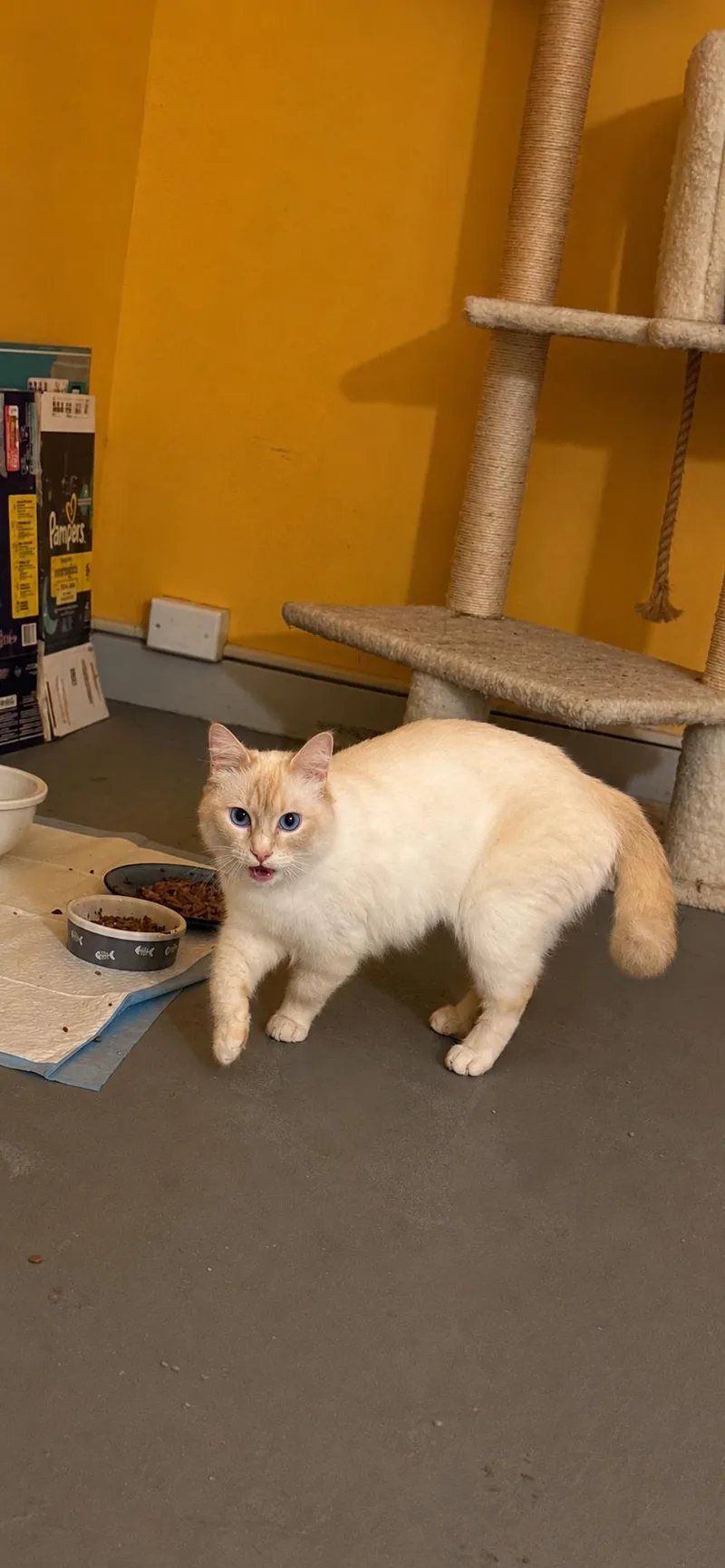 An adult medium-sized female Ragdoll cat named Adeline for adoption in Enfield, CT