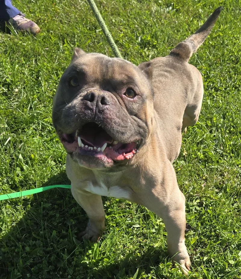 An adult medium-sized male American Bully dog named Bullfrog for adoption in Valparaiso, IN
