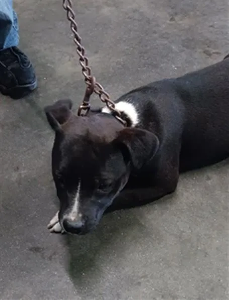 A young large-sized female Pit Bull Terrier dog named Oreo for adoption in Los Angeles, CA