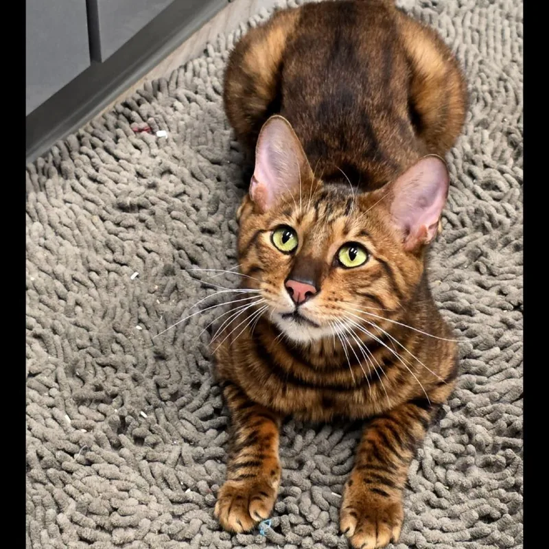An adult medium-sized male Orange / Red Toyger cat named Marks City of for adoption in Chino Hills, CA