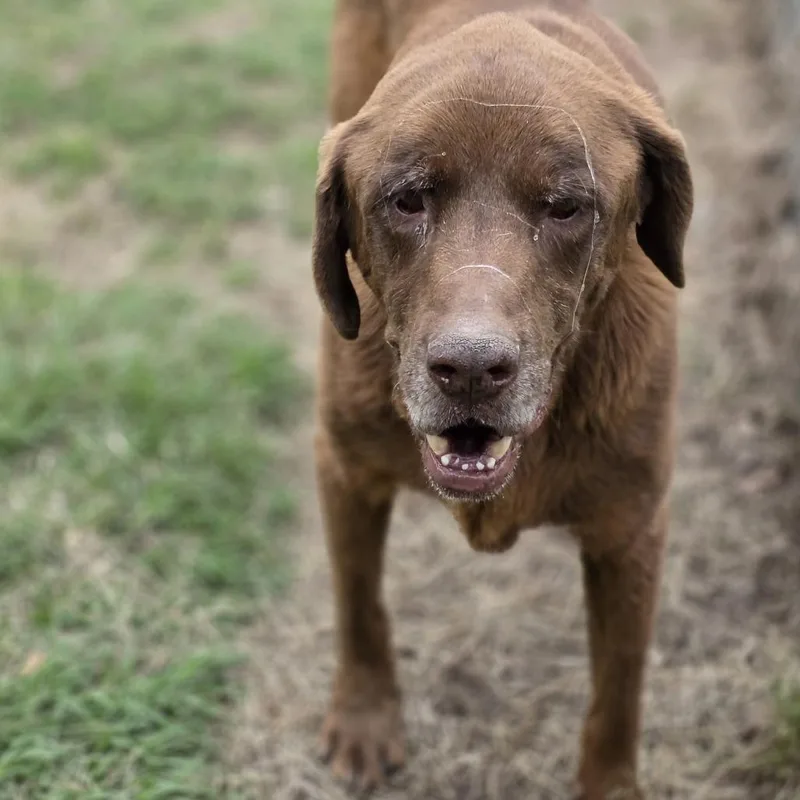 An adult large-sized male Brown / Chocolate Chocolate Labrador Retriever dog named Bear for adoption in Wiggins, MS