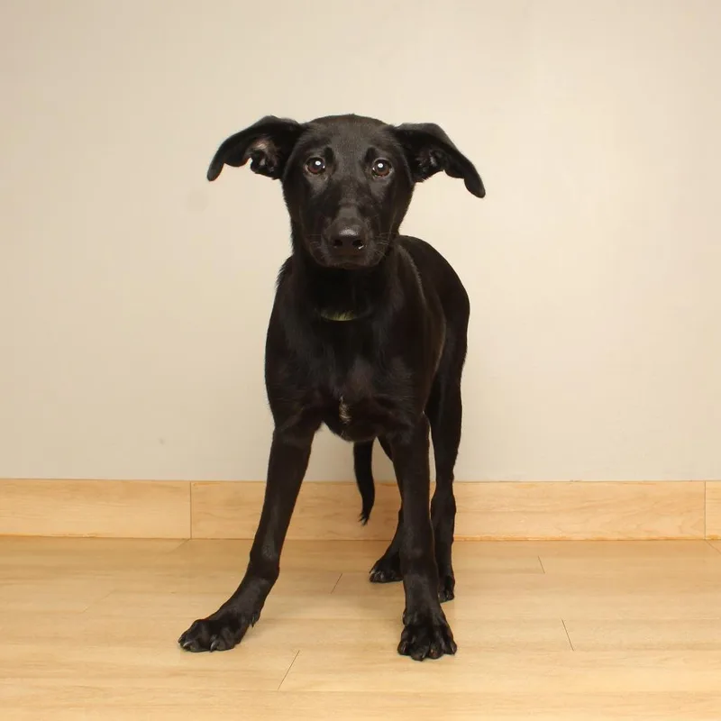 A baby medium-sized female Black Labrador Retriever dog named Dora D for adoption in Minnetonka, MN