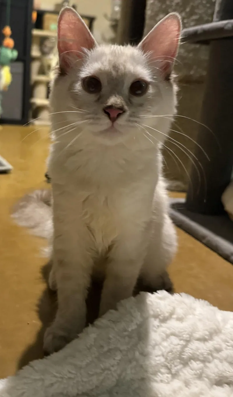 Holly Holiday Bonded To