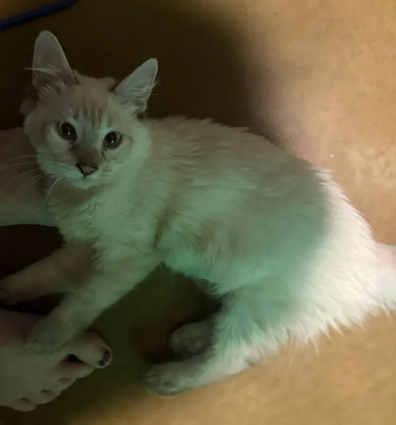 Holly Holiday Bonded To thumbnail 2