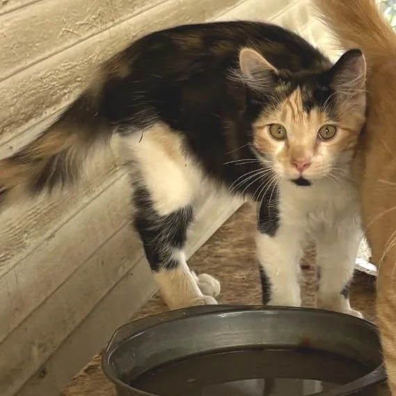 A baby small-sized female American Shorthair cat named Martini for adoption in Mount Shasta, CA