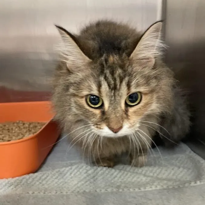 An adult medium-sized female Torbie Domestic Long Hair cat named Crookshanks for adoption in Port Charlotte, FL