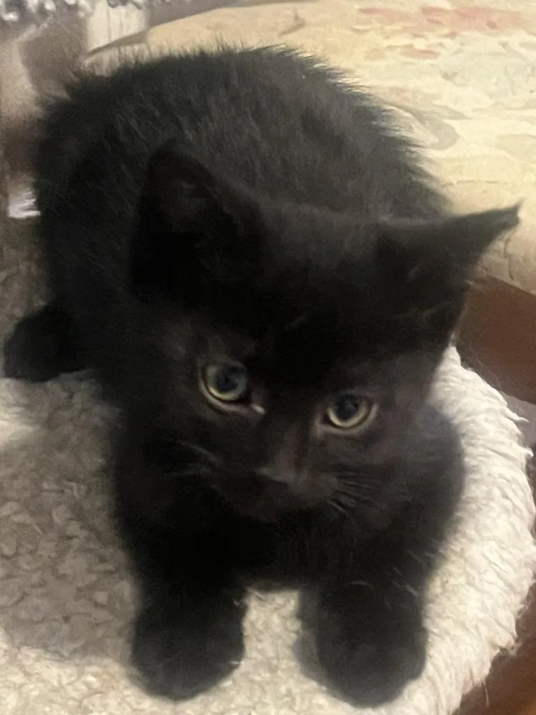A baby small-sized male Domestic Short Hair cat named Polaroid for adoption in Wintersville, OH