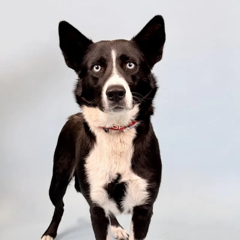 An adult medium-sized female Black Border Collie dog named Mae for adoption in Portland, OR