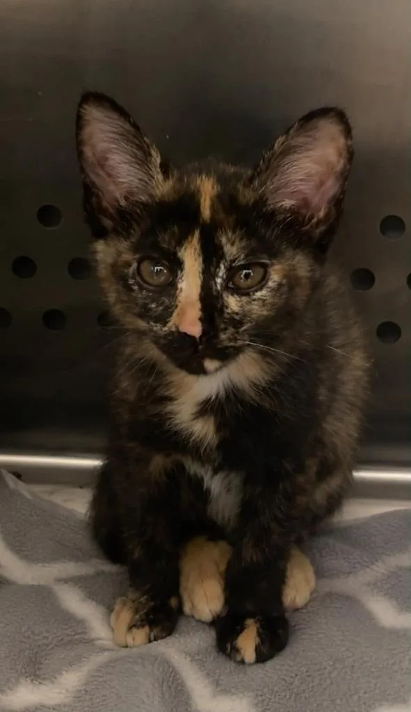 A baby small-sized female Domestic Short Hair cat named Gator for adoption in Columbia, TN