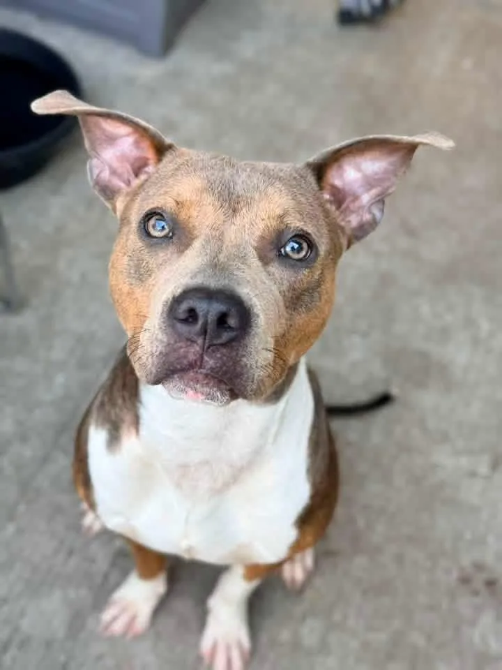 An adult medium-sized female Tricolor (Brown, Black, & White) Pit Bull Terrier dog named Limonera for adoption in Chicago, IL