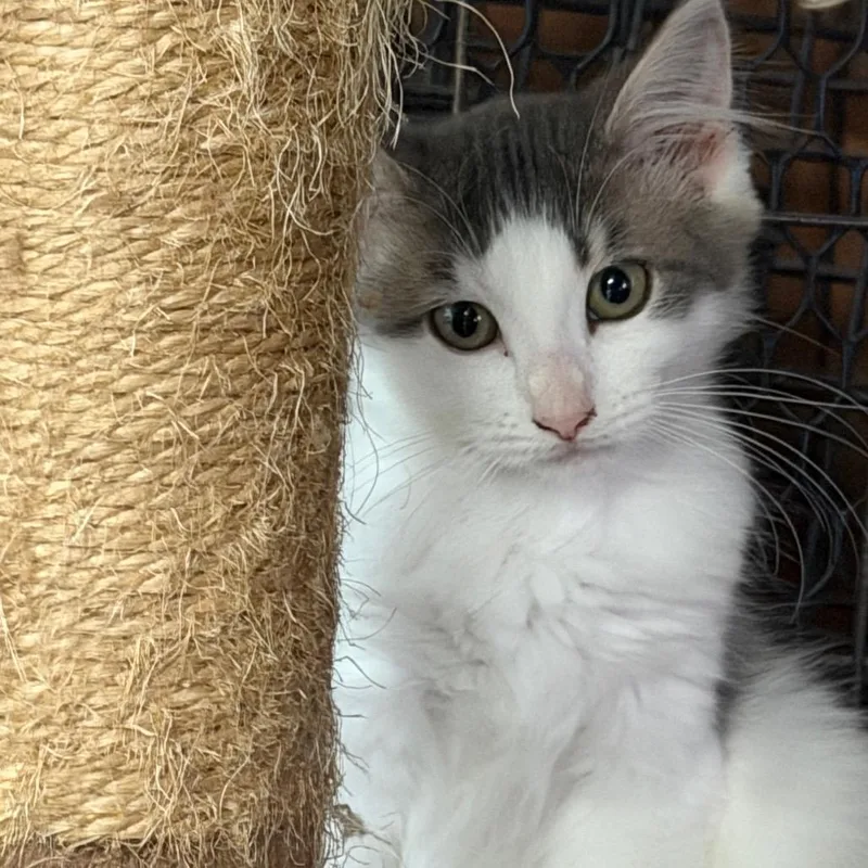 A baby small-sized female White Domestic Medium Hair cat named Portobello for adoption in Gainesville, FL