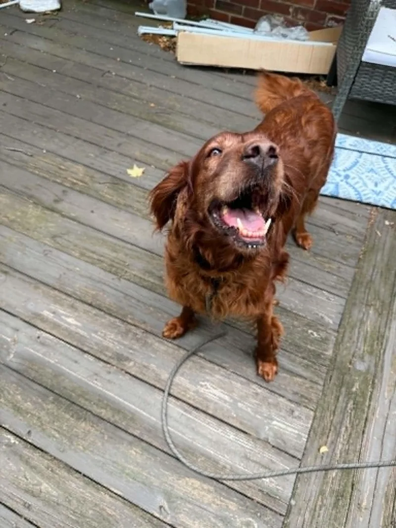 An adult large-sized female Irish Setter dog named Zena for adoption in Havertown, PA