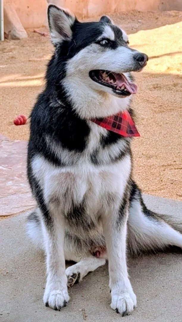 HUSKER the Husky