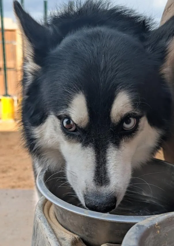 HUSKER the Husky thumbnail 2