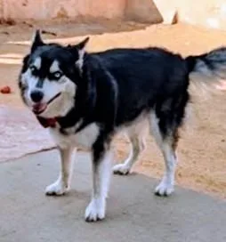 HUSKER the Husky thumbnail 3