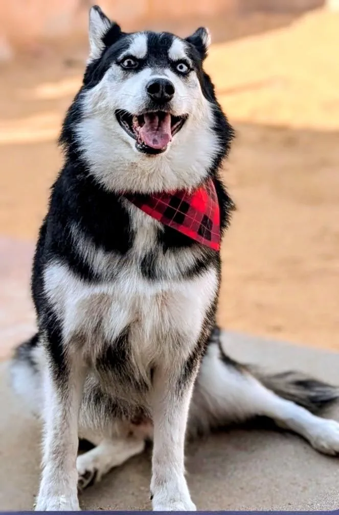 HUSKER the Husky thumbnail 4