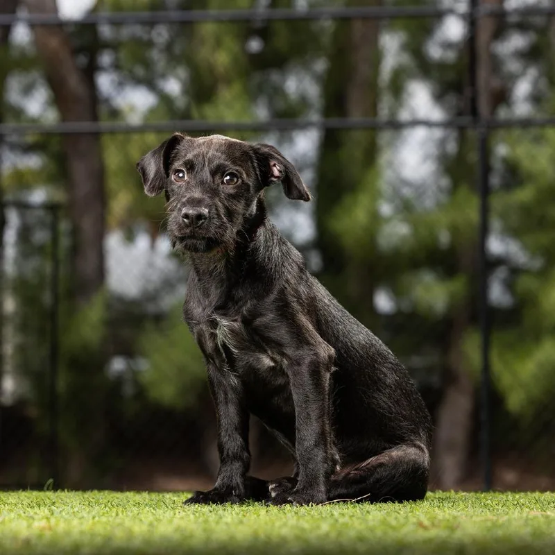 A baby small-sized male Black Terrier dog named Ben for adoption in Jupiter, FL
