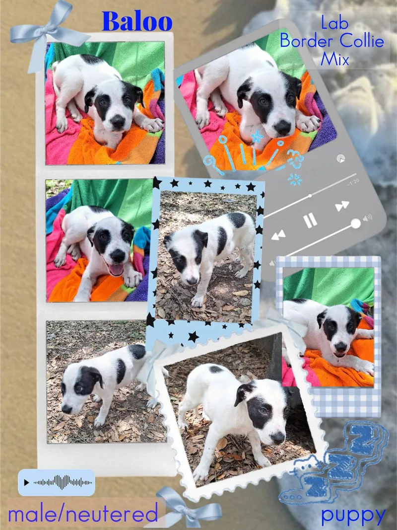 Baloo WAT thumbnail 4