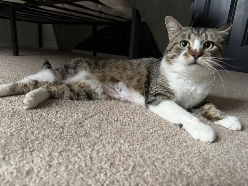 An adult medium-sized female Domestic Short Hair cat named Omari for adoption in Broomfield, CO