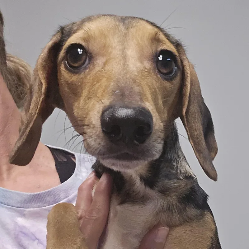 A young small-sized female Brown / Chocolate Beagle dog named Plum for adoption in Normal, IL