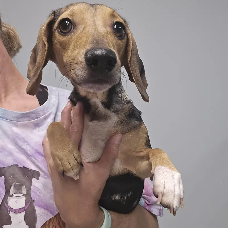 Plum thumbnail 2