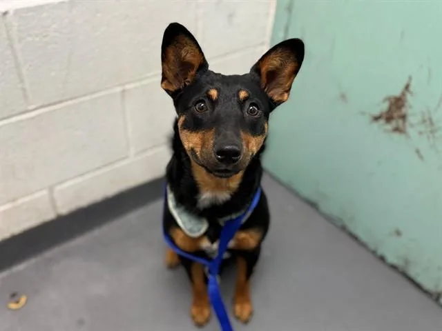 A young medium-sized female Terrier dog named Rosa for adoption in Antioch, CA