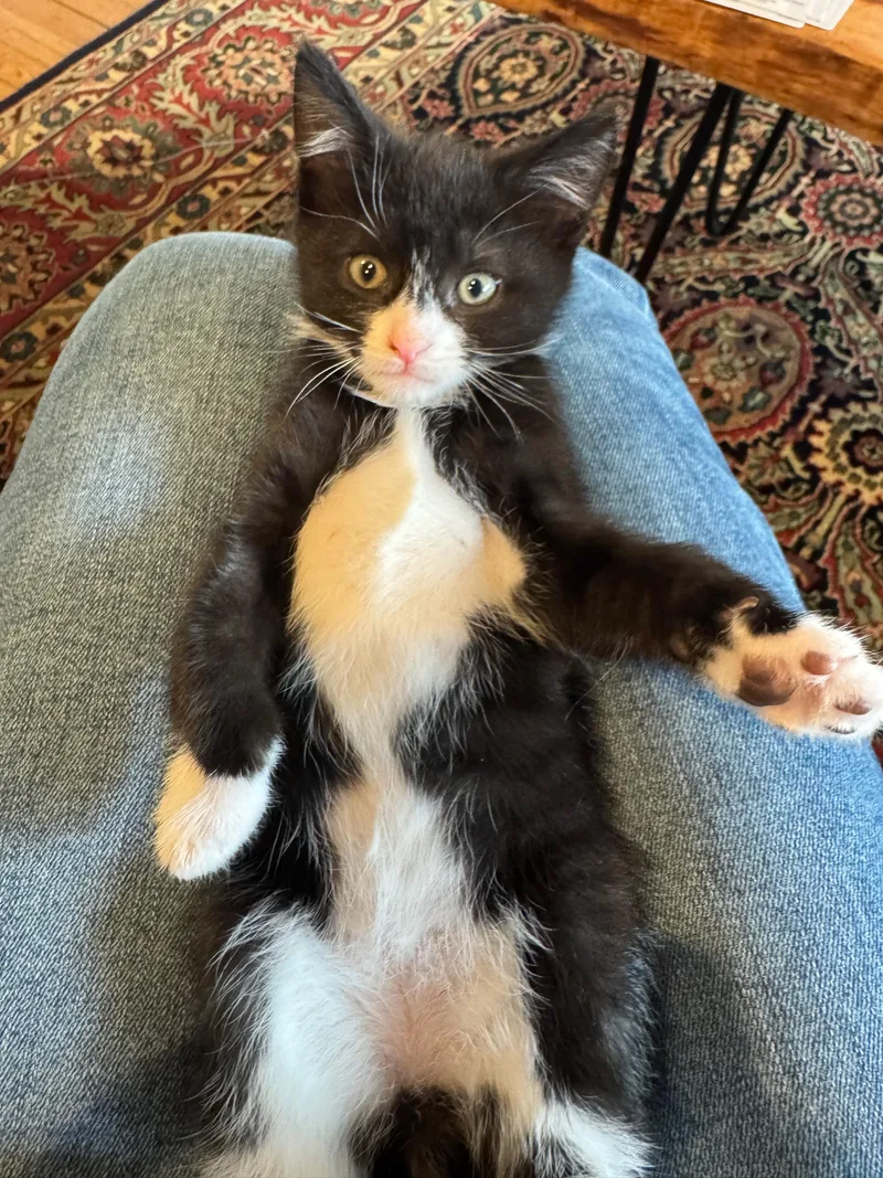 A baby medium-sized male Black & White / Tuxedo Domestic Short Hair cat named Opie for adoption in Manhasset, NY