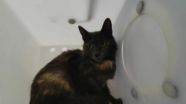 Tara