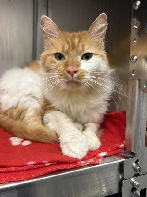 An adult small-sized male Domestic Medium Hair cat named Natasha for adoption in Indianapolis, IN