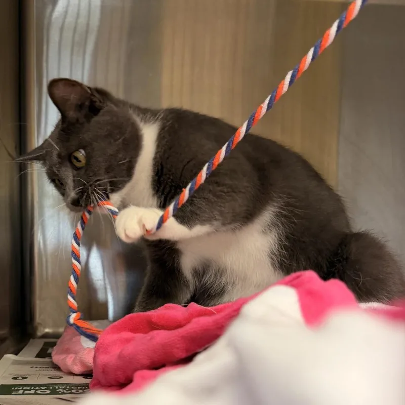 An adult medium-sized female Domestic Short Hair cat named Maggie for adoption in Waukesha, WI