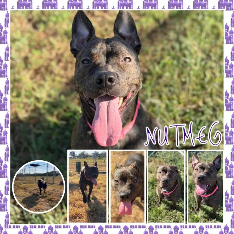An adult medium-sized female Brown / Chocolate Pit Bull Terrier dog named Nutmeg for adoption in Fort Smith, AR