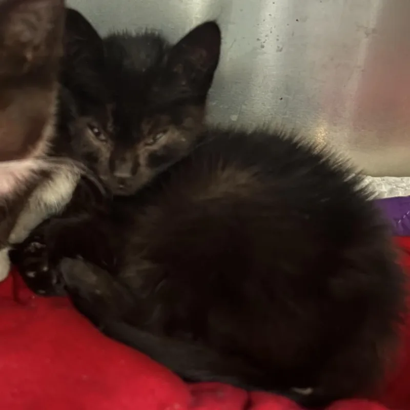 A baby small-sized female Black Domestic Short Hair cat named Oriole for adoption in Point Richmond, CA