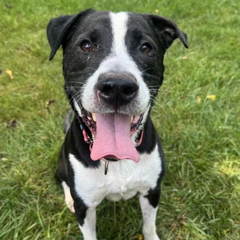 An adult medium-sized male Pit Bull Terrier dog named Spot for adoption in Indianapolis, IN