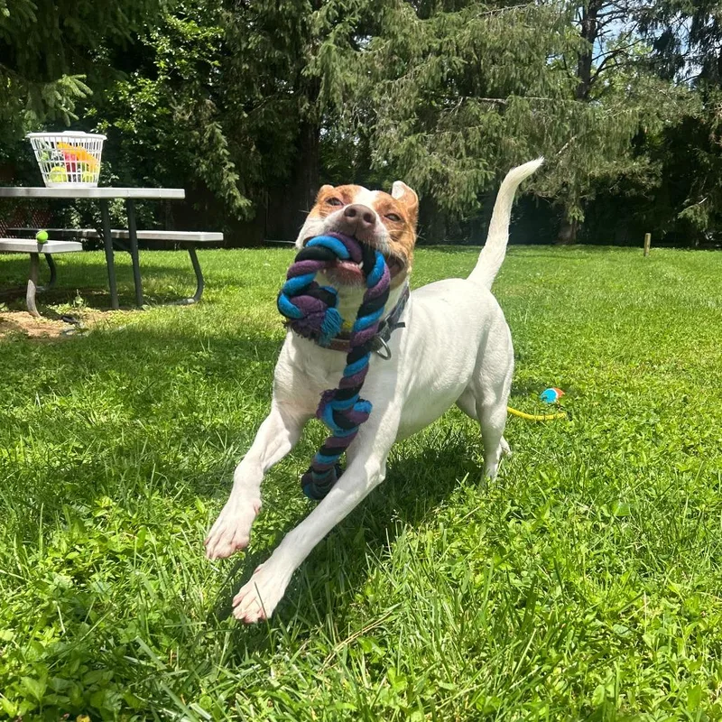 An adult medium-sized female White / Cream Terrier dog named Tamera for adoption in Louisville, KY