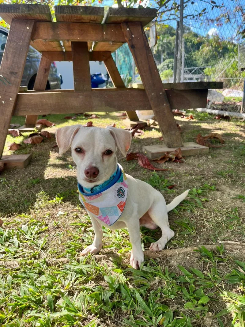 Leal And Caramelo thumbnail 2