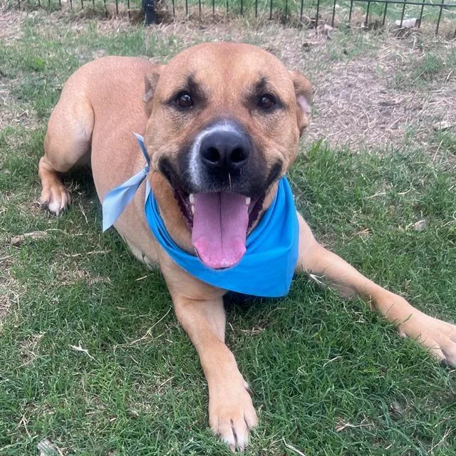 An adult large-sized male American Staffordshire Terrier dog named Castor for adoption in San Antonio, TX