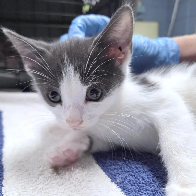 A baby small-sized female White Domestic Short Hair cat named Silly Specter for adoption in Providence, RI
