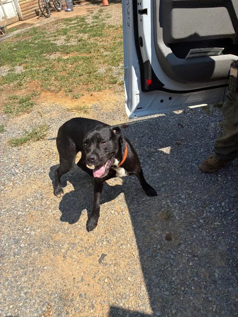 An adult medium-sized male Mixed Breed dog named Denim for adoption in Chickamauga , GA