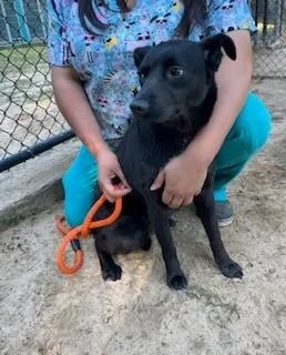 An adult medium-sized female Mixed Breed dog named Dipsy for adoption in Madison, NJ