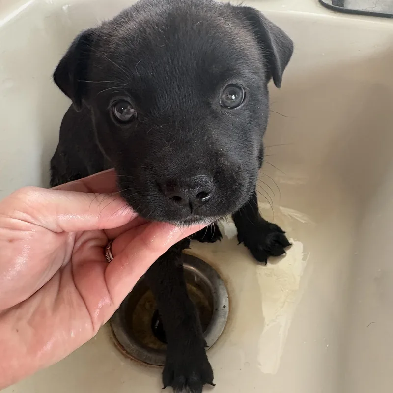 A baby large-sized female Black Mixed Breed dog named Pup for adoption in Frankfort, IN