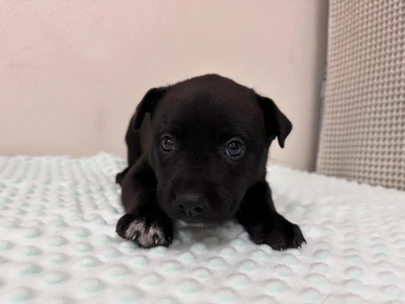 Pup thumbnail 2