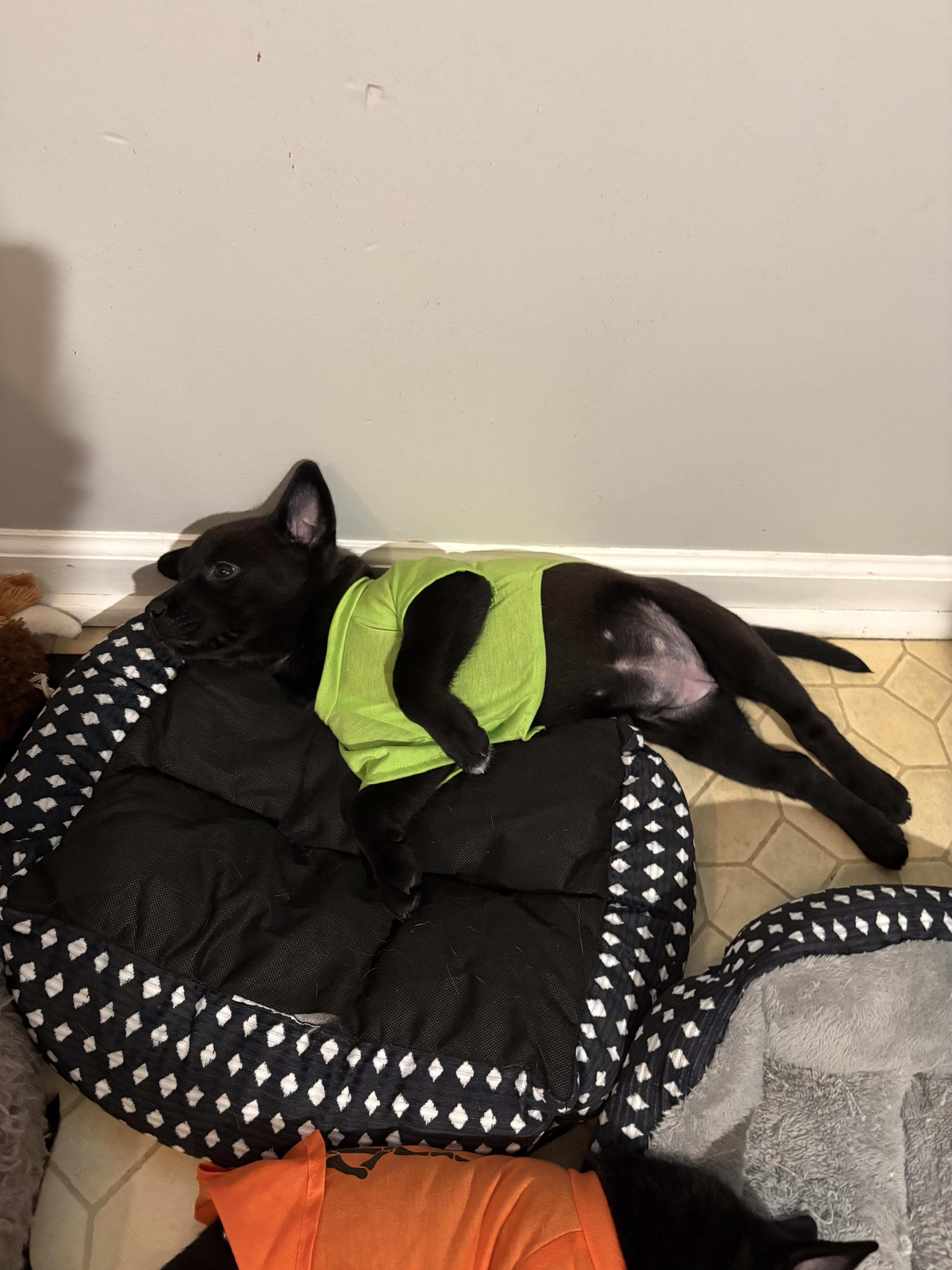 Pup thumbnail 4