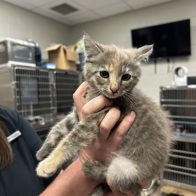 A baby small-sized female Gray / Blue / Silver Domestic Short Hair cat named Dorthy for adoption in Hinesville, GA