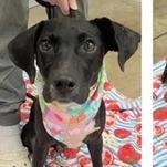A baby medium-sized male Black Labrador Retriever dog named Chip for adoption in Clearwater, FL
